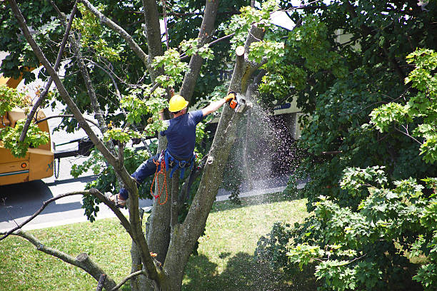 Trusted Holloman Af, NM Tree Care Experts