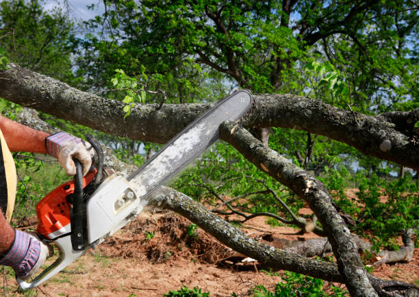 Best Tree Disease Treatment  in Holloman Af, NM